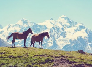 Прогулки на лошадях в горах Северного Кавказа. Отель Адиюх-Пэлас. Хабез, Карачаево-Черкесия.