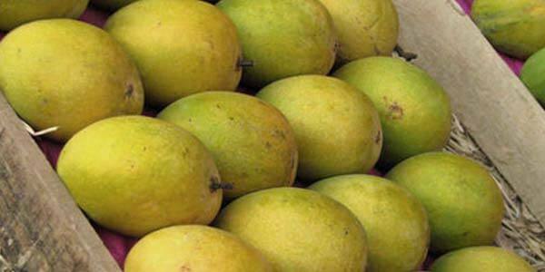 Ocron манго