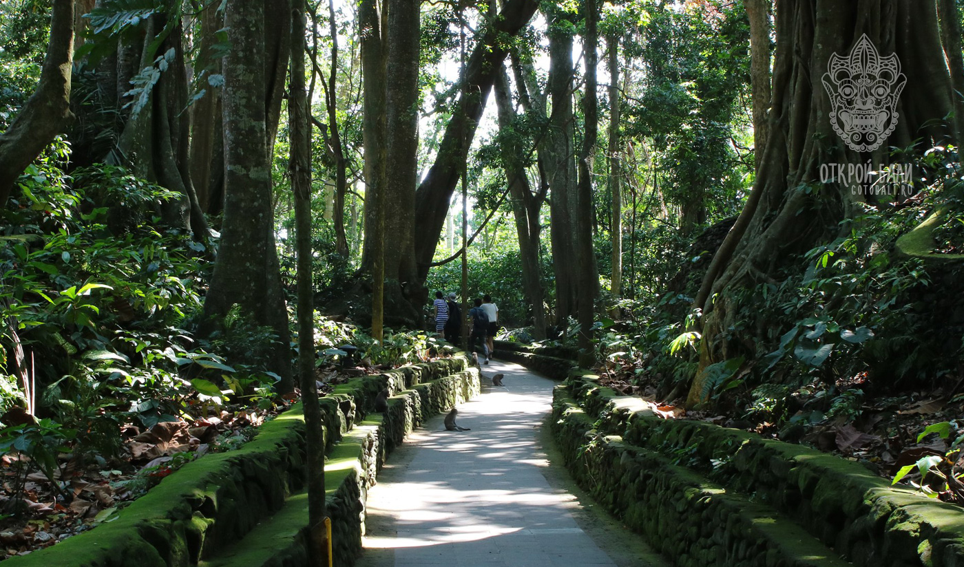 Bali мас. Лес в манки Лэнд вся территория парка.