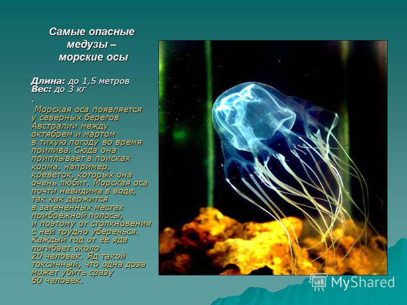 Чем опасны медузы. Самая ядовитая медуза. Медуза Оса.
