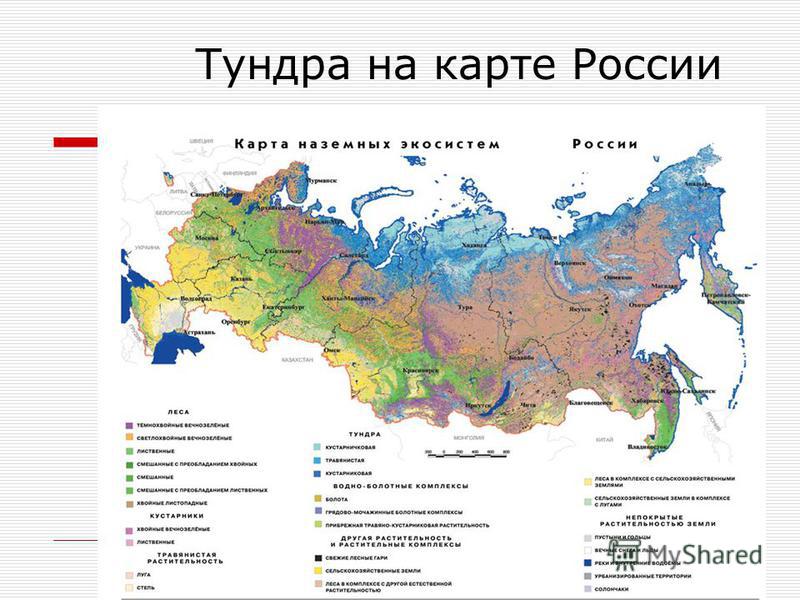 Природная зона россии самая маленькая по занимаемой