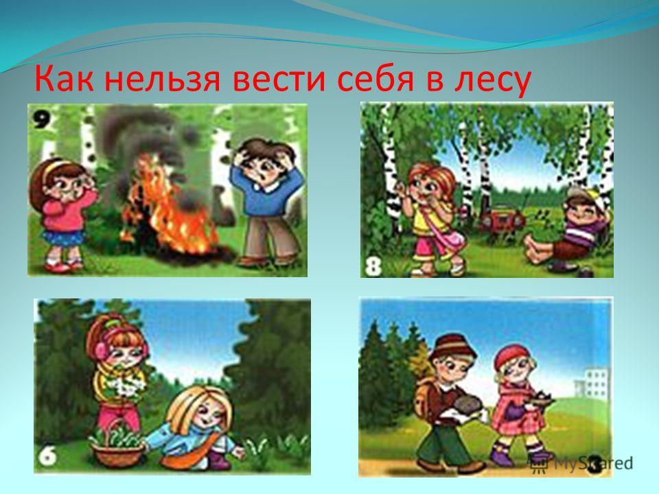 Правила правильного поведения в природе. Безопасность в лесу для дошкольников. Иллюстрации правил поведения в лесу.