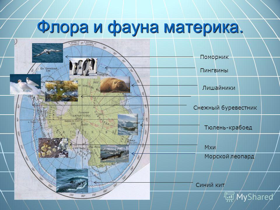 Животные материков. Растительный мир материков.