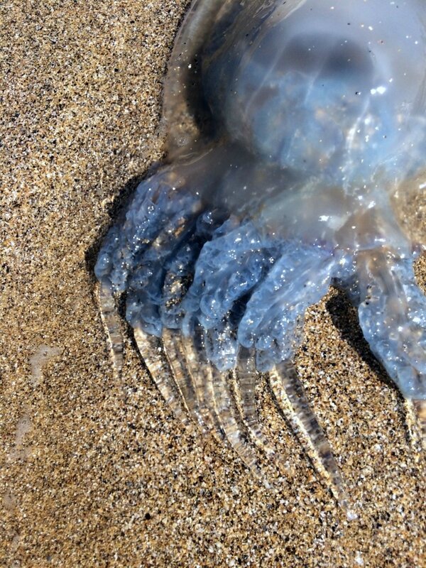 Чем опасны медузы. Опасные медузы. Ядовитые медузы. Самая опасная медуза.