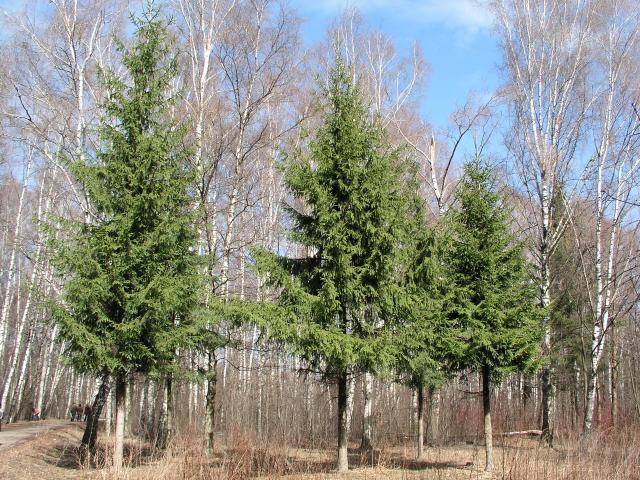 Елочки весной. Ель весной. Деревья Ростовской области. Какие деревья зеленые зимой.