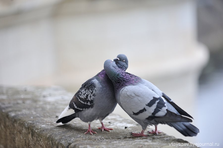 Kissing pigeons