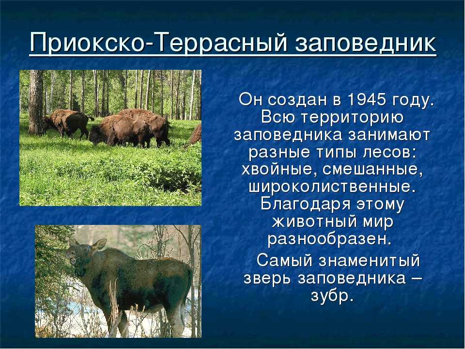 Запиши названия заповедников. Приокско-Террасный заповедник окружающий мир 4 класс. Приокско-Террасный заповедник доклад. Приокско-Террасный заповедник доклад для 4 класса. Приокско-Террасный заповедник проект.