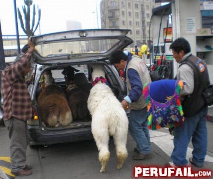 Загонные фотографии из Перу (62 фото)