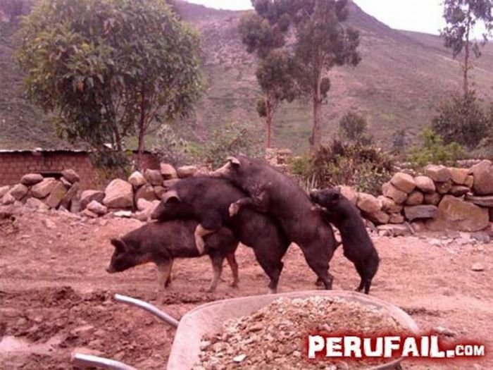 Загонные фотографии из Перу (62 фото)