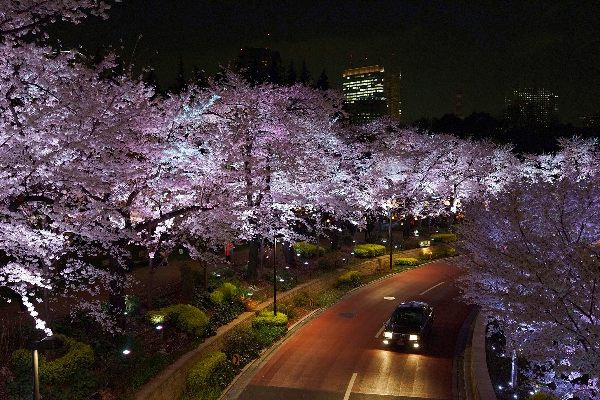 Night blossom. Парк Уэно Токио Сакура. Киото Япония цветение Сакуры. Япония Токио ночью. Токио улицы Сакура.