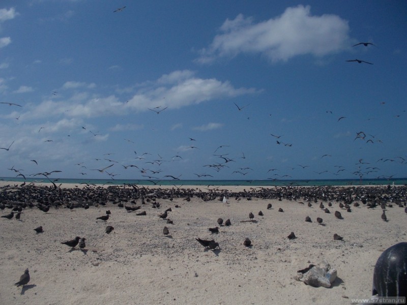 Michaelmas Cay - птичий заповедник