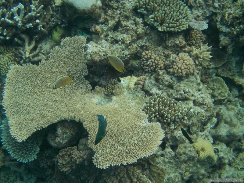 Diving in great barrier reef