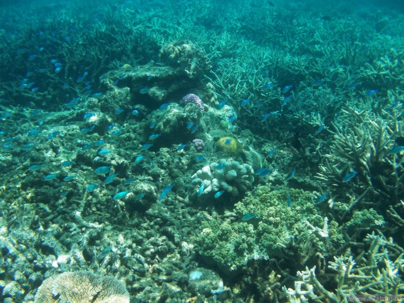 Big barrier reef