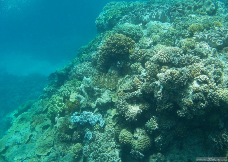 Большой Барьерный Риф - подводная съемка