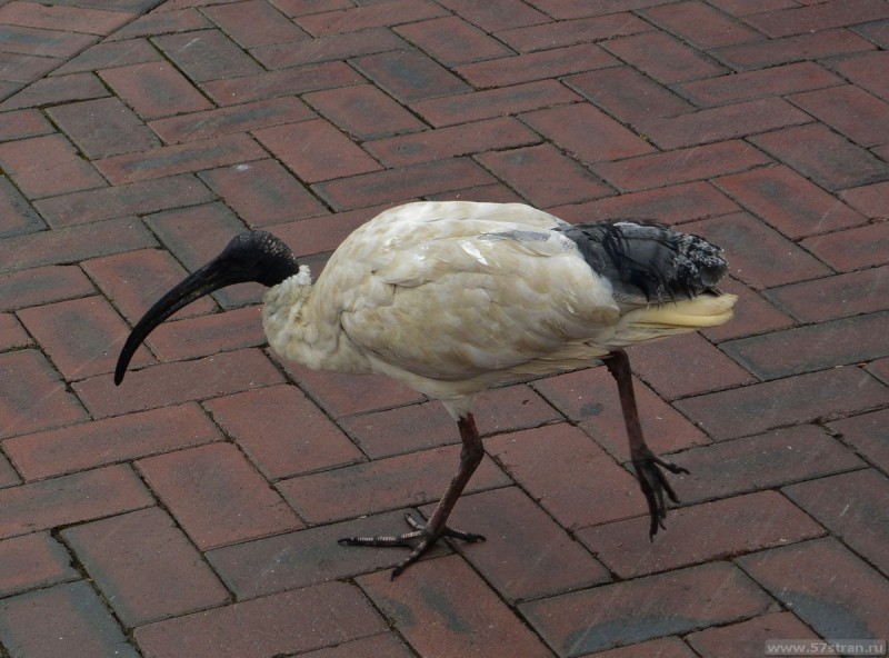 Птица в Сиднее