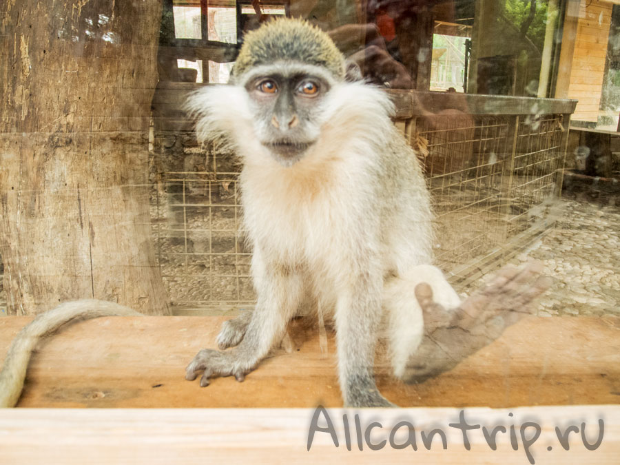 обезьяна в зоопарке Анталии