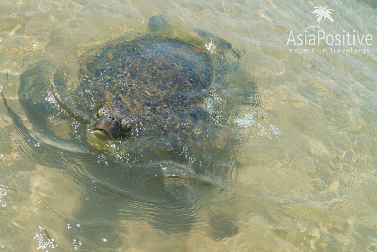 Черепаха на пляже в Хиккадуве 