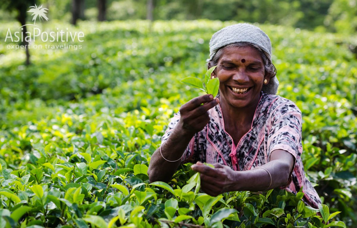 Цейлонский чай собирают вручную 