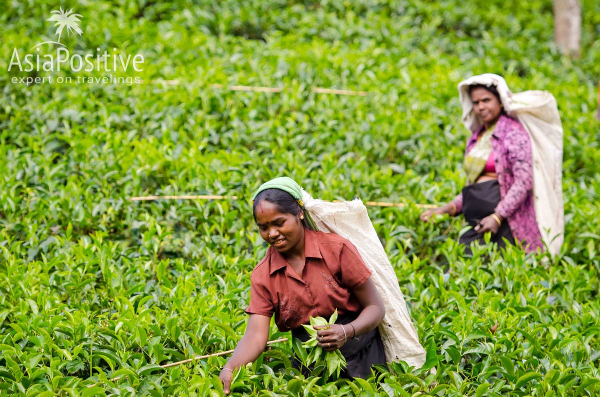 Сбор чая в горном регионе Шри-Ланки 