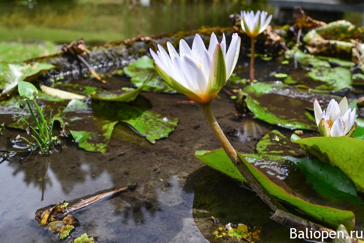 Ботанический сад на Бали, здесь живут эльфы и гномы.