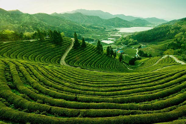 Чайные плантации на Гоа