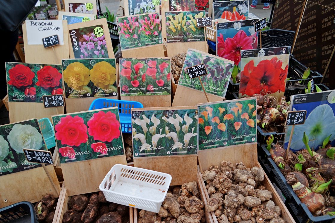 Луковицы цветов и рассада на рынке Амстредама