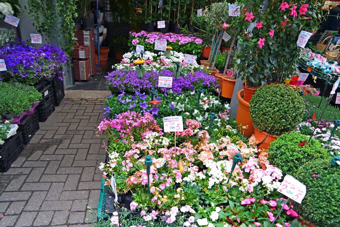 Полевые цветы. Цветочный рынок