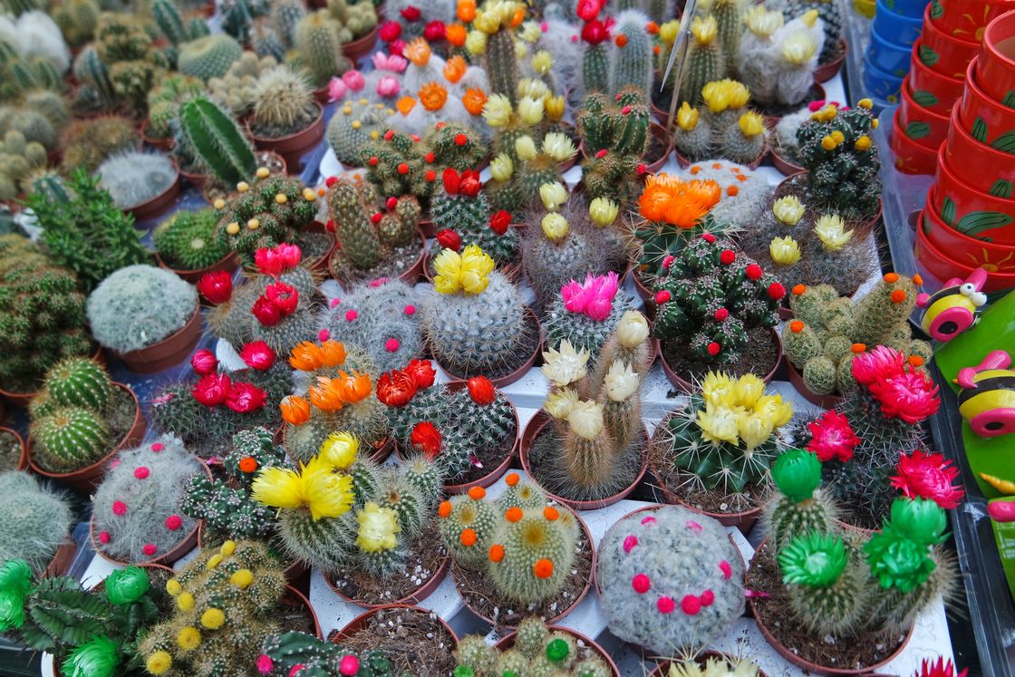 Цветущие Кактусы на цветочном рынке