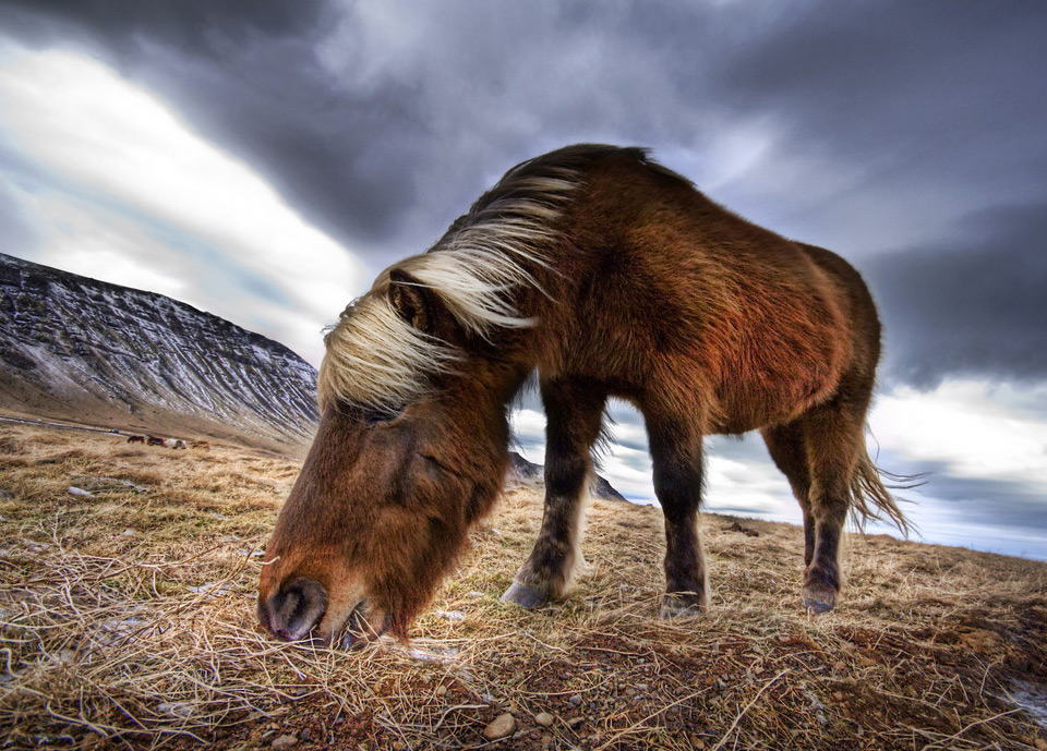 13iceland-wild-horse