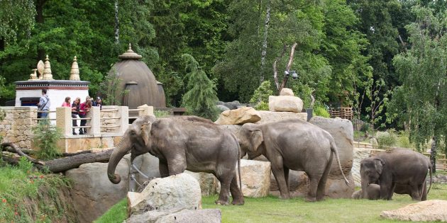 Что посмотреть в Праге: Пражский зоопарк