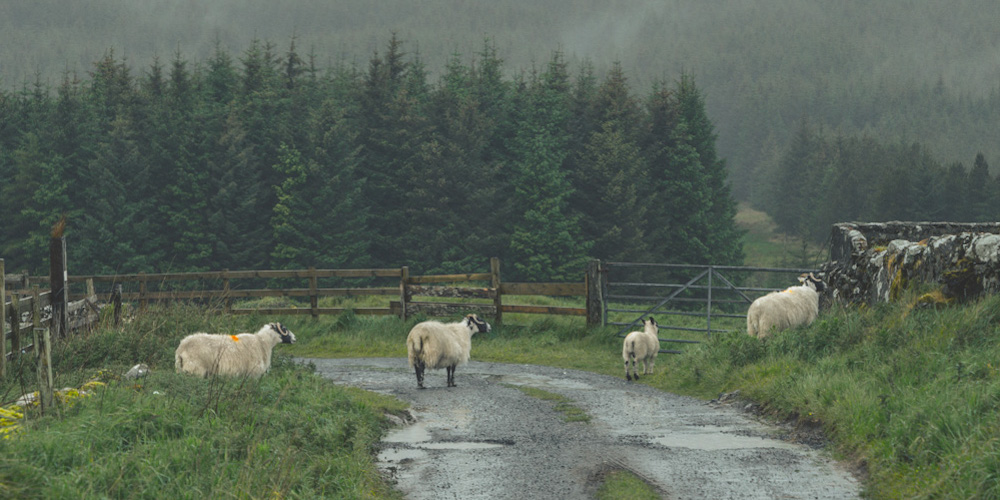 Пугливые шотландские овцы