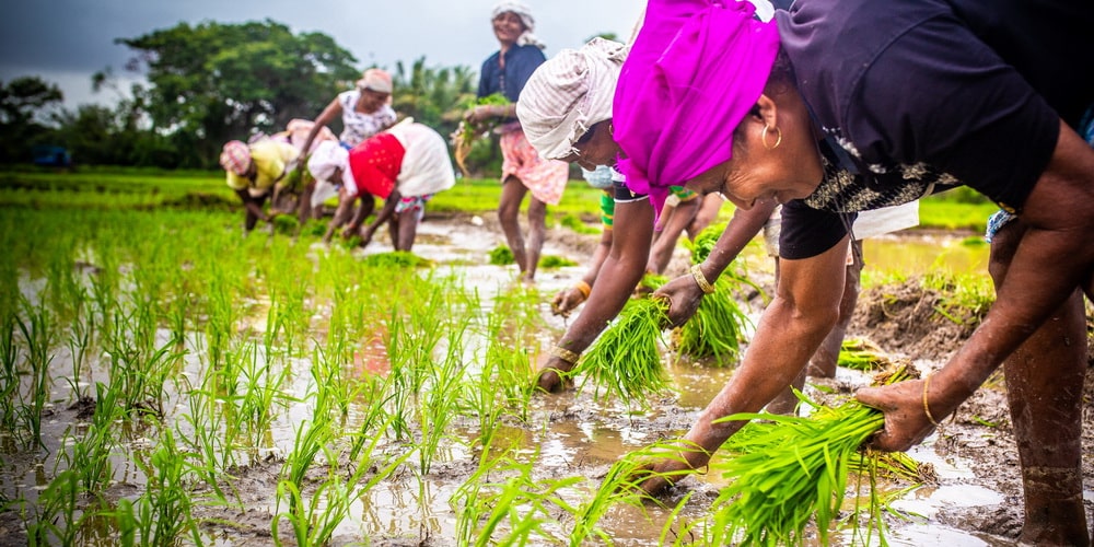 Rice planting in Monsoon Goa