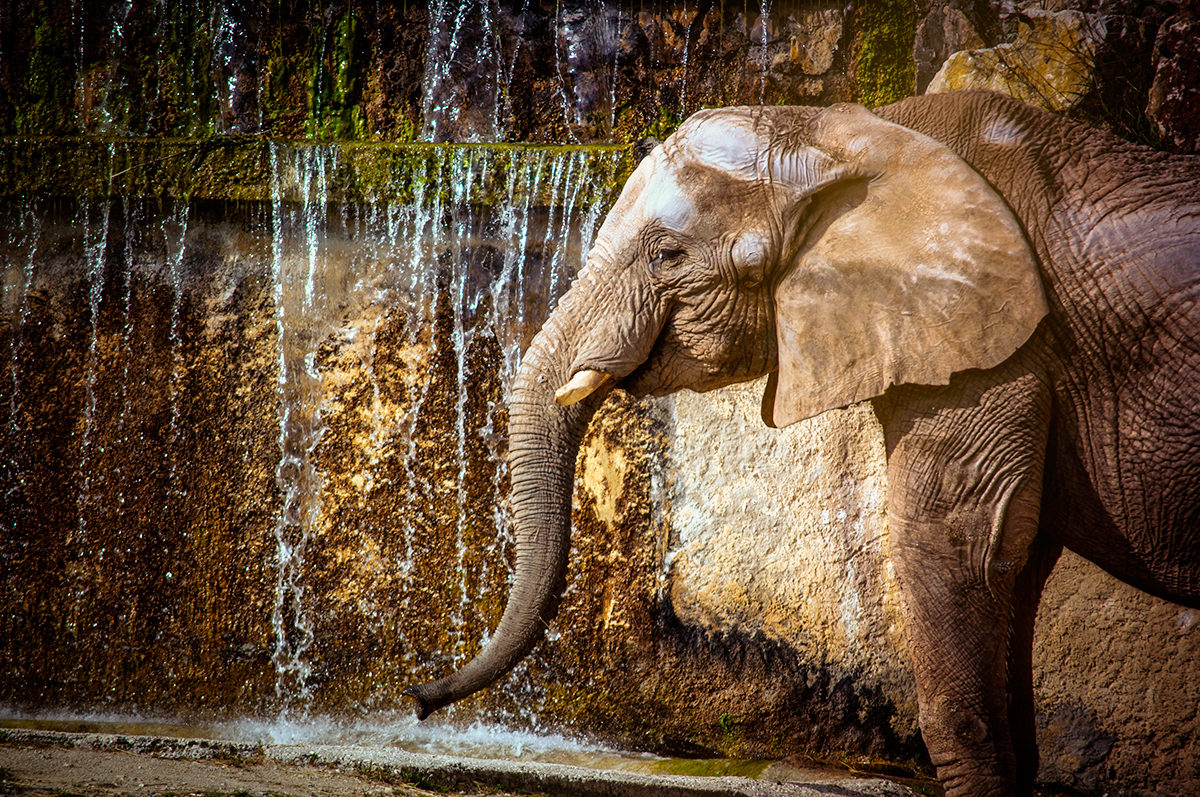 Слон в зоопарке Лиссабона