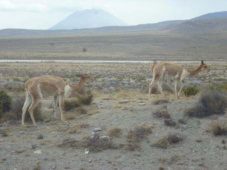 Поездка в Перу (часть 6). Животный мир и другое. Посещение каньона., фото № 41