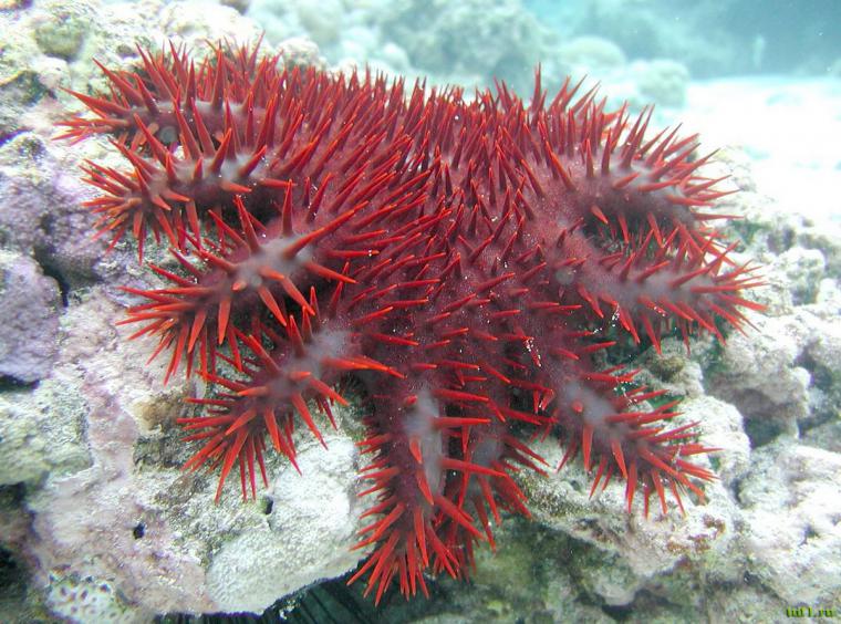 Удивительный мир кораллового рифа, близ берегов Австралии, фото № 21