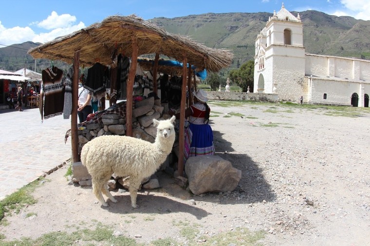 Поездка в Перу (часть 6). Животный мир и другое. Посещение каньона., фото № 25