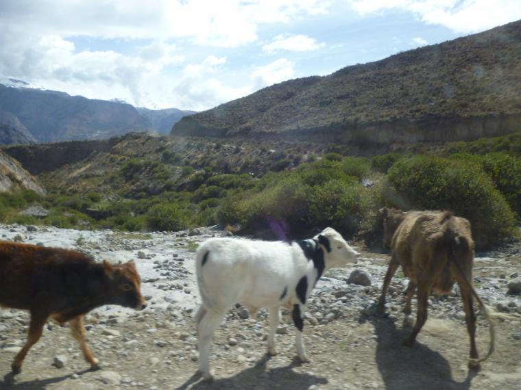 Поездка в Перу (часть 6). Животный мир и другое. Посещение каньона., фото № 31