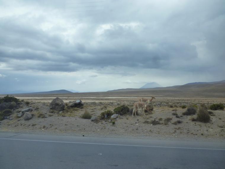 Поездка в Перу (часть 6). Животный мир и другое. Посещение каньона., фото № 43