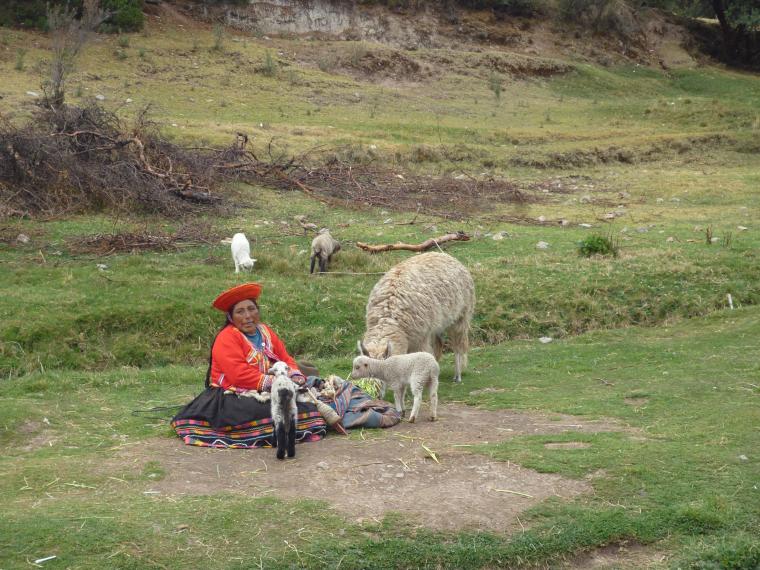 Поездка в Перу (часть 6). Животный мир и другое. Посещение каньона., фото № 27