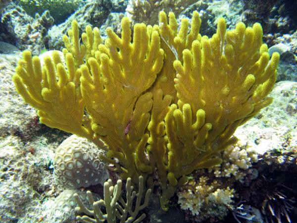 Удивительный мир кораллового рифа, близ берегов Австралии, фото № 9