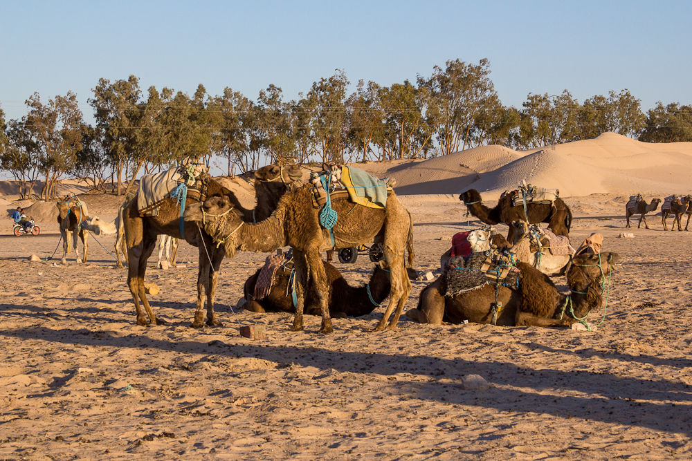 Тунис. Пустыня  Сахара!!!, фото № 52