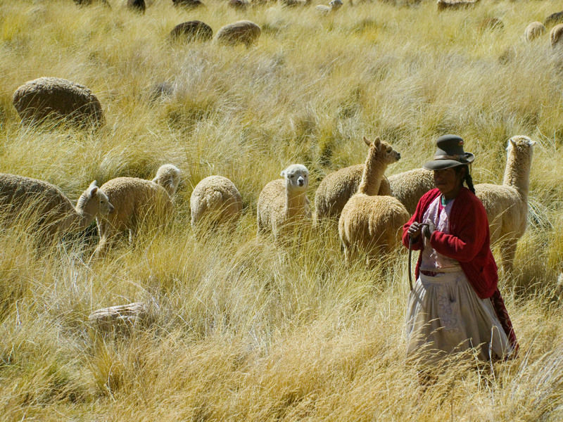 Поездка в Перу (часть 6). Животный мир и другое. Посещение каньона., фото № 36