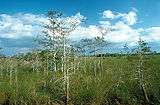 Everglades-np.jpg