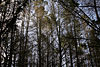 Pine tree forest02.jpg