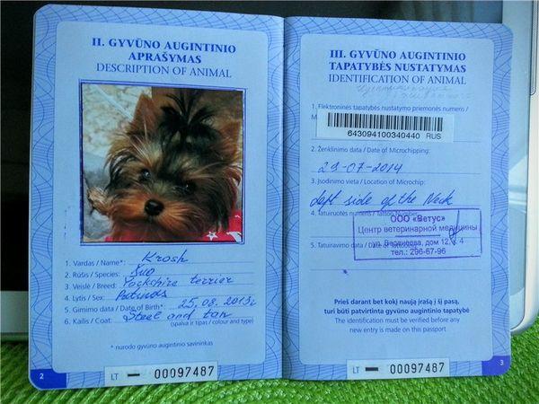 Первые страницы международного ветеринарного паспорта для собаки
