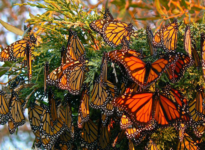 Национальный заповедник бабочек-монарх