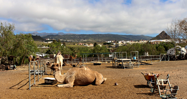 Тематический парк Camel Park