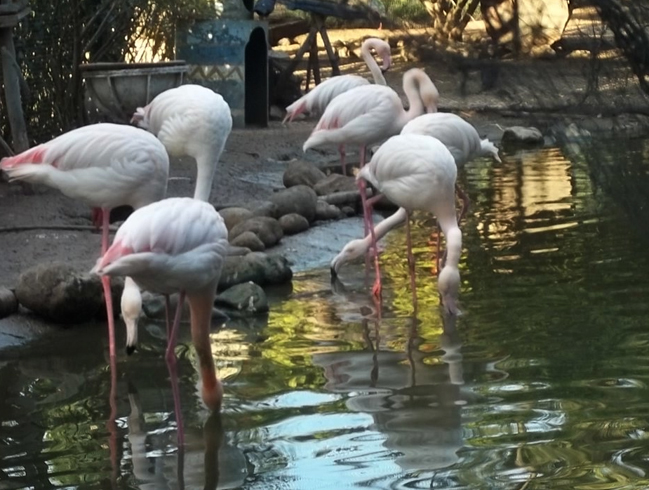 Парк птиц в Агадире