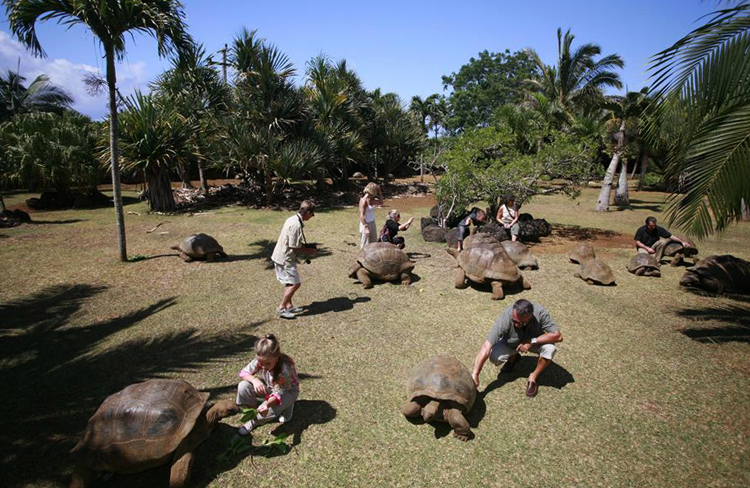 Парк крокодилов и гигантских черепах Маврикия