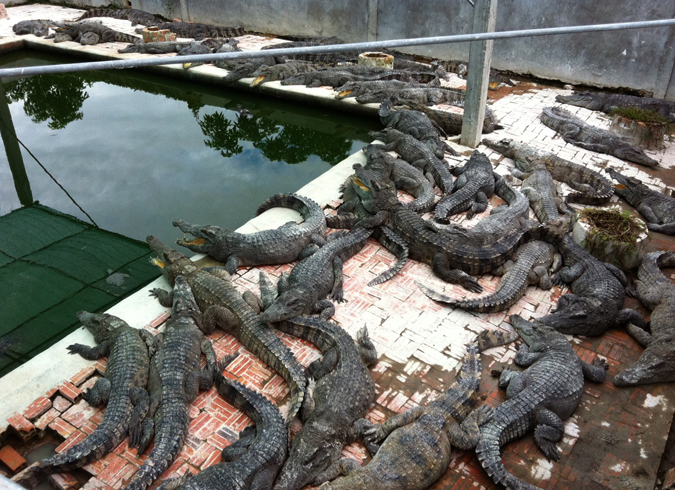 Крокодиловая ферма в Сиен Рип